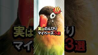 のんびりマイペースな性格のインコ3選  #shorts  #インコ  #はじめてのインコ #面白い #可愛い #ペット