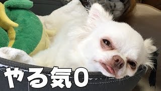 全くやる気のない犬のぐうたらな返事と態度！-Reply and attitude of a doggy dog!