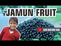 Jamun Fruit SWEET FRUIT JAM Recipe Cooking in | Village 100kg JAVA FRUIT @VillageCookingChannel