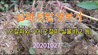 #남의 텃밭 엿보기(오갈피와 가시오갈피 실물비교 등) 20201027