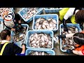 Japanese Halibut Fishery, How the Japanese Catch and Process 1 Million Halibut Every Year