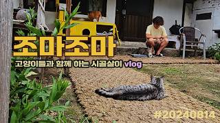 귀염둥이 셋! 조마조마한 집사! /고양이들과 함께 하는 시골살이 vlog /20240814