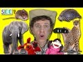 What Do You See? Song with Matt | Describing Wild Animals | I See a Big Elephant | Learn English