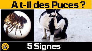 Comment Savoir si mon Chat a des Puces 👉 5 Signes qui ne trompent pas.