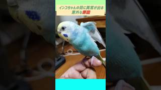 インコちゃんの目に異常が出る意外な原因　#セキセイインコ#コザクラインコ#インコ#かわいいですねぇ