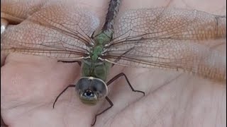 Magic of the Dragonfly