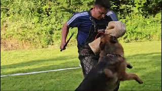 Training Video #2 of Mailo de Luis IGP2 Imported Protection Trained GSD from Germany