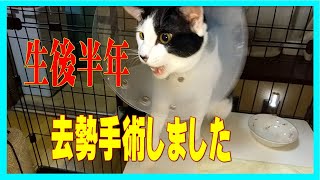 「子猫」去勢手術してきた生後半年コタ君が強烈にエリザベスカラーを嫌がる