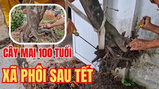 THĂM MAI 100 TUỔI VÀ QUÁ TRÌNH XÃ PHÔI MAI SAU TẾT | Ba Đinh Vlog - Miền tây và cây kiểng