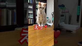 【えっ！】ビックリ！首をかしげる表情に注目ちてね #猫 #猫かわいい