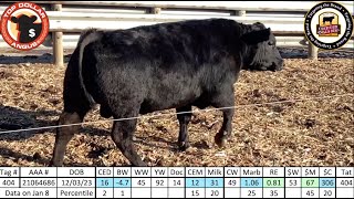 Angus Bull 404 - Rhodes Angus 2025