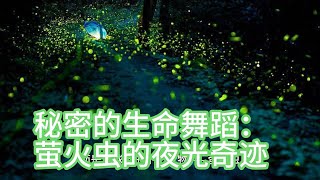 秘密的生命舞蹈：萤火虫的夜光奇迹 #科学 #冷知识 #knowledge