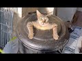 🤣 FUNNIEST Pet Bloopers | Dog and Cat Videos