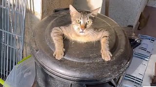 🤣 FUNNIEST Pet Bloopers | Dog and Cat Videos