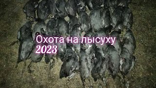 ОТЛИЧНАЯ ОХОТА НА ЖИРНУЮ ЛЫСУХУ!!! МИГРАЦИЯ ЛЕБЕДЯ.ОСЕНЬ 2023.