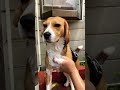 夏なので外で洗われるビーグル犬 犬 dog