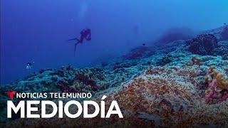 Planeta Tierra: Reciente descubrimiento resalta la importancia del coral | Noticias Telemundo