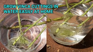 GROW VINCA CUTTINGS IN WATER EASILY AT HOME