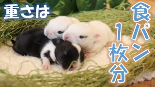 【うさぎの赤ちゃん】現在の体重はこれぐらい♪