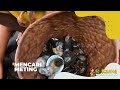 Mencari Meting | BOCAH PETUALANG (06/07/22)