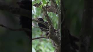 隱藏於🌳🥷🏽 樹叢中的噪鵑幼鳥😊