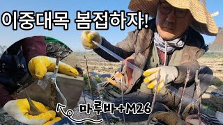 [대양농원] 사과나무 이중대목 봄접 드가자!  I 마루바(꽃사과대목)+M26 I 추석대장 홍로 접수!