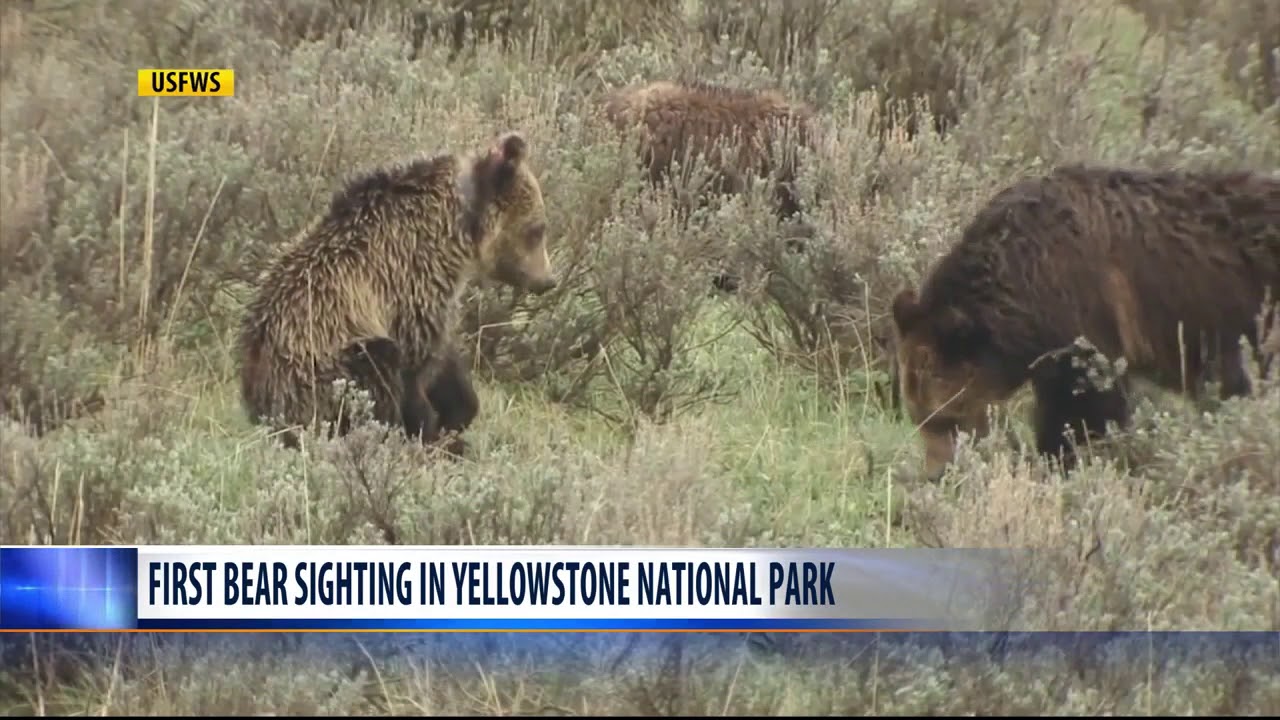 Yellowstone National Park Has First Bear Sighting - YouTube