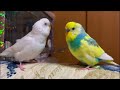 Watch These Happy Birds—You Won't Believe How Adorable They Are! 🐦❤️ #viral#trending #birds #parrot