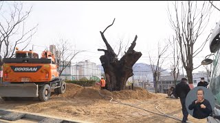 불에 탄 500년 된 노거수... 나무껍질·가지 손상 커 (2022-03-21,월/뉴스데스크/부산MBC)