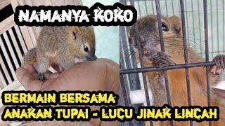 ANAKAN TUPAI JINAK LUCU LINCAH UMUR BELUM GENAP SEBULAN