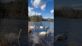 Nibbling Swans