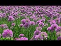 plant profile allium millenium