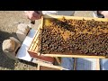 they told me this wouldn t work pre rotating brood boxes