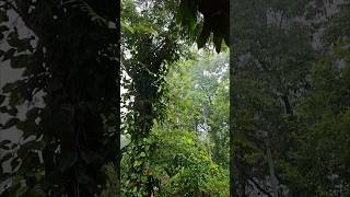 ಮಲೆನಾಡ ಮುಂಗಾರು ಮಳೆ Rainy Days in Namma Malenadu ❤️ Karnataka in Rainy Season| Monsoon in Karnataka