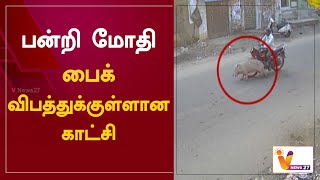 பன்றி மோதி பைக் விபத்துக்குள்ளான காட்சி