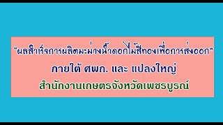 ผลสำเร็จการผลิตมะม่วงน้ำดอกไม้สีทองเพื่อการส่งออก ภายใต้ ศพก. และ แปลงใหญ่ จ.เพชรบูรณ์