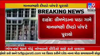 Man-eater leopard caged in Limkheda , Dahod | Tv9GujaratiNews