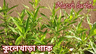 কুলেখাড়া শাক। টবে কুলেখাড়া শাক চাষ। Marsh barbel growing in pot।  how to grow kulekhara in pot।