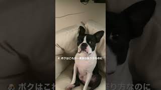 座り方が独特すぎる犬が可愛すぎた #shorts