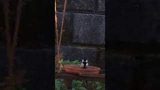 #四十雀 #しじゅうから  #小鳥 #庭の風景 #ｼｼﾞｭｳｶﾗ #鳥 #野鳥 #シジュウカラ #日本野鳥 #japanesetit   模様が可愛い四十雀。 A japanese tit.