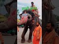 hathi raja short elephant