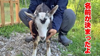 きなこの子の名前が「幸（さち）」に決まりました　ヤギのスポンサーシップ 2022年6月19日 Goat Farm 手作りヤギ牧場　吉がけ牧場