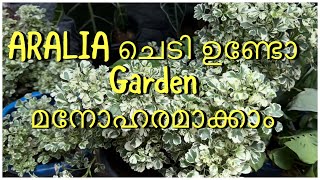 അരേലിയ വളർത്താൻ ഇനി പ്രയാസമില്ല ||Aralia plant Care