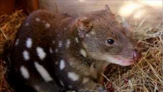 Tiger Quolls at the Conservation Ecology Centre