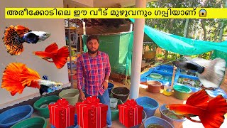 guppy farm malappuram | ck guppies and bettas areekode | kerala farming |fish farm tour