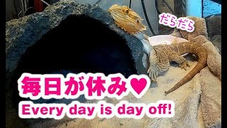 【毎日が休み】GW関係なしのフトアゴヒゲトカゲ☆おちょこさん Beardeddragon