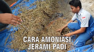 Cara Amoniasi Padi Jerami Pakan Ternak