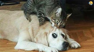 CATS vs DOGS 🐱🐶 New Funniest Animals Videos 2023 😂