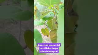 Semua jenis tanaman, jadi satu di kebun dengan sistem tumpang sari #teromboberkebun