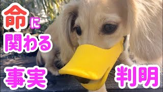 子犬の健康診断で判明した命に関わる事実　First Puppy Check Up Revealed Serious Facts